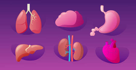 Set human internal organs anatomical stomach liver kidneys lungs heart brain icons collection anatomy healthcare medical concept horizontal vector illustration Stock Photo