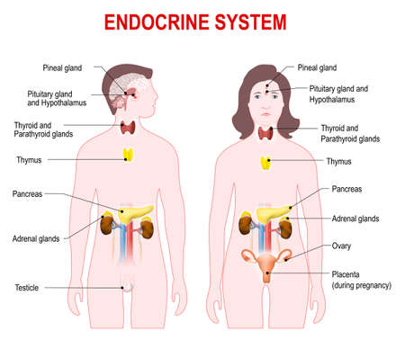 Endocrine system. human anatomy. man and woman silhouette with highlighted internal organs.