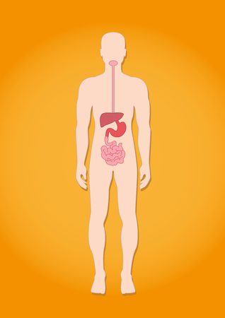 Human anatomy: digestive system
