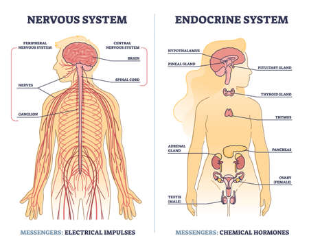 Nervous system vs endocrine with messengers differences outline diagram Stock Photo