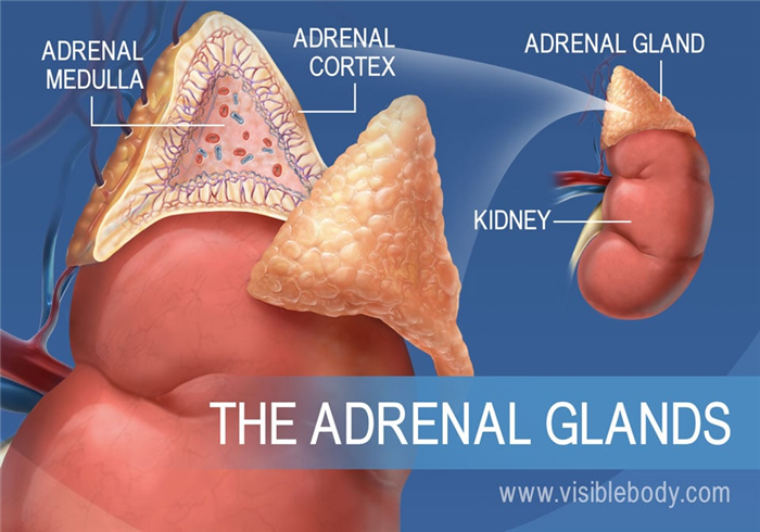 A diagram of the adrenal glands, showing the adrenal medulla, adrenal cortex, and the kidney