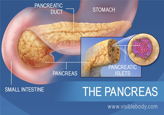 A diagram of the pancreas, showing the pancreatic duct, pancreatic islets, stomach, and small intestine