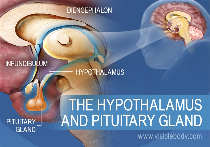 A diagram of the hypothalamus and pituitary glands, with the infundibulum and diencephalon