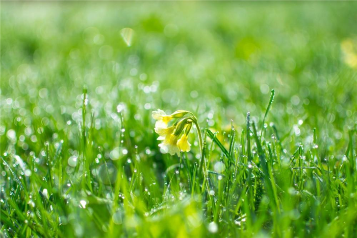 Blooming flower in dew grass