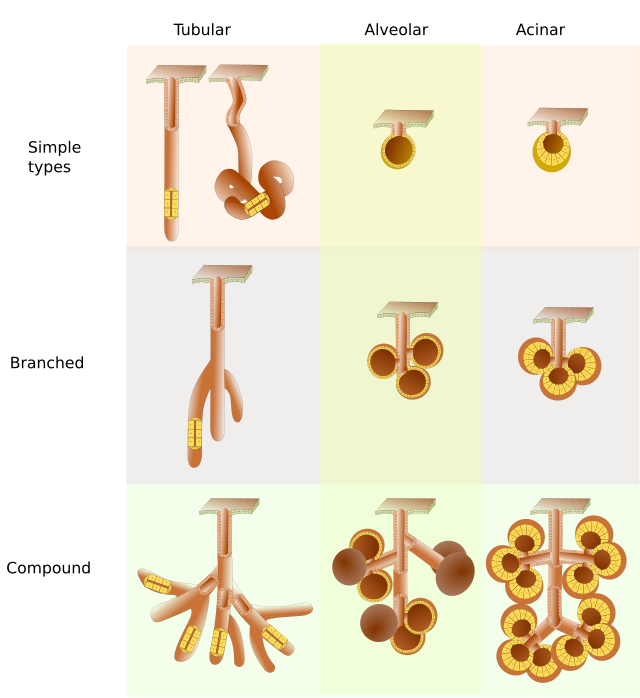 Glands