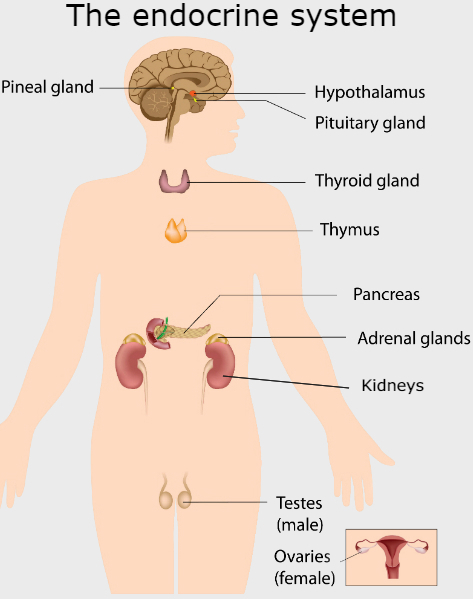 Illustration showing the location of the endocrine glands in the body.