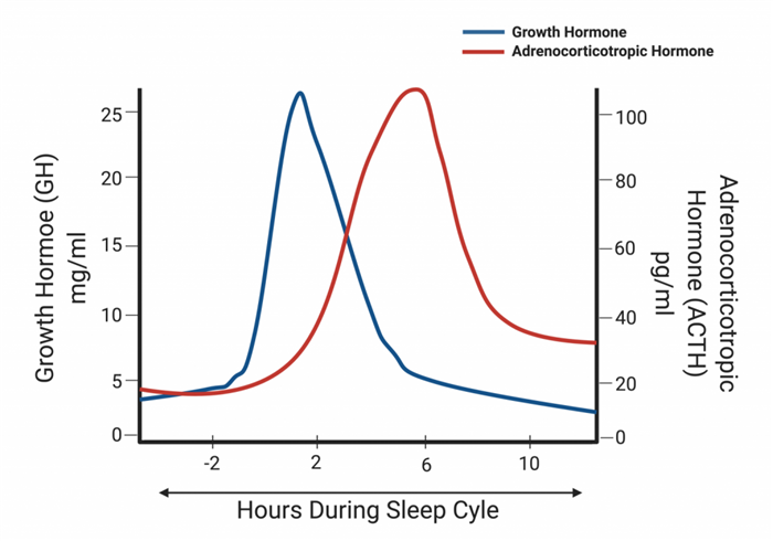 This graph displays the cyclic secretion of growth and adrenocorticotropic hormone during the sleep cycle.