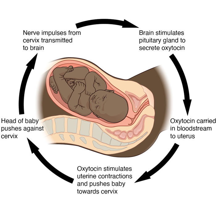 This diagram displays the positive feedback loop used to release the hormone oxytocin during childbirth.