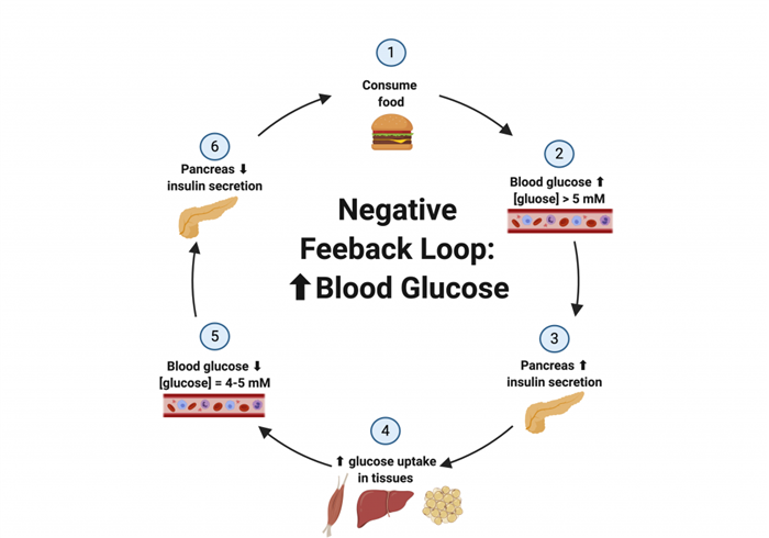 This diagram displays the negative feedback loop used to regulate an increase in blood glucose levels after a meal.