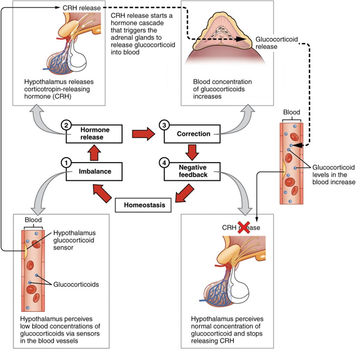 This diagram is displays the negative feedback loop used to regulate the levels of glucocorticoid within the bloodstream.