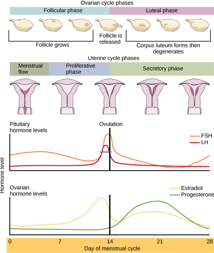 This graph displays the cyclic secretion of FSH, LH, estradiol and progesterone during the female menstrual cycle.