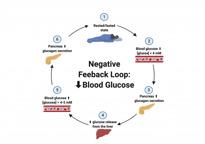 This diagram displays the negative feedback loop used to regulate a decrease in blood glucose levels following a rested or fasted state.