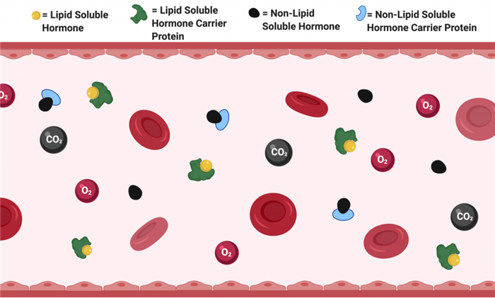 This a diagram displays lipid soluble and non-lipid hormones travelling in the blood bound to their respective proteins.