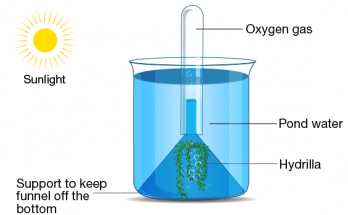 Hydrilla Experiment - plant nutrition