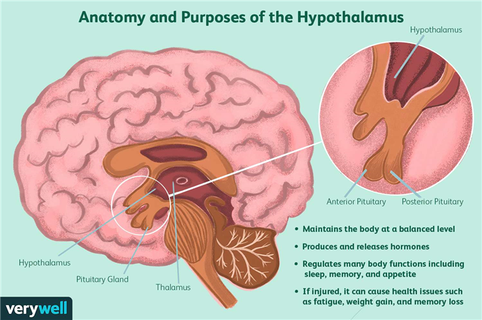 Anatomy and Purposes of the Hypothalamus