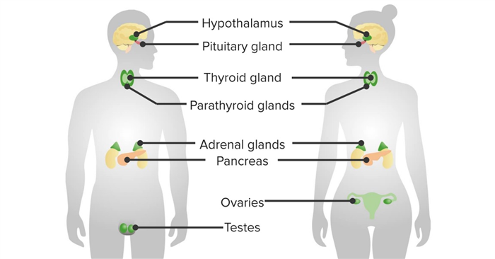 Major organs of the endocrine system