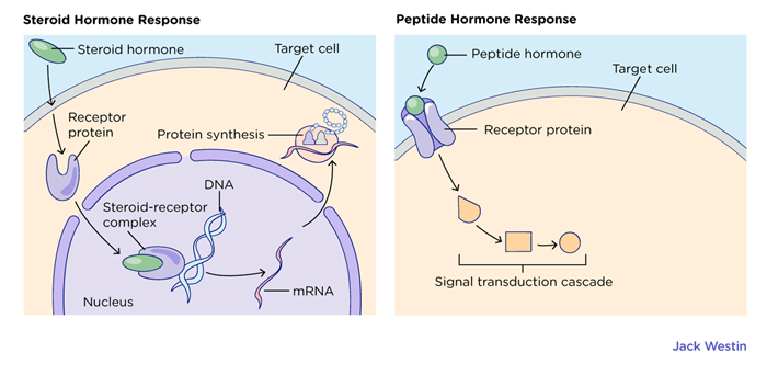 MCAT Major types of hormones