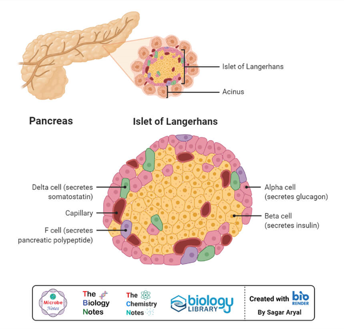 Pancreas and Islet of Langerhans