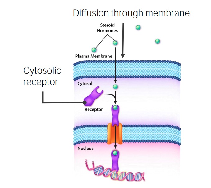 Steroid hormone signaling