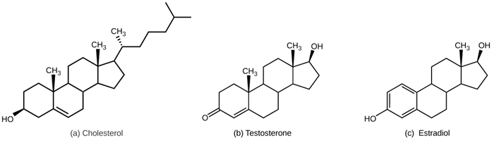 Part A shows the molecular structure of cholesterol, which has three six-carbon rings attached to a five-carbon ring. A hydroxyl group is attached to the first six-membered ring, and a branched carbon chain is attached to the five-membered ring. Two methyl groups are attached each to a carbon that links the rings together. Part B shows the molecular structure of testosterone, which has a hydroxyl group in place of the branched carbon chain found on cholesterol. A ketone instead of a hydroxyl group is attached to the six-membered ring. Part C shows the molecular structure of estradiol, which, like testosterone, has a hydroxyl group in place of cholesterol’s branched carbon chain. Estradiol also lacks one of the methyl groups found in cholesterol.