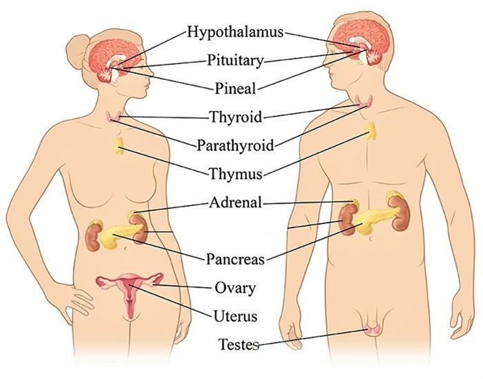 glands in human body-sukrajclasses