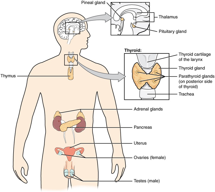 This diagram shows the endocrine glands and cells that are located throughout the body. The endocrine system organs include the pineal gland and pituitary gland in the brain. The pituitary is located on the anterior side of the thalamus while the pineal gland is located on the posterior side of the thalamus. The thyroid gland is a butterfly-shaped gland that wraps around the trachea within the neck. Four small, disc-shaped parathyroid glands are embedded into the posterior side of the thyroid. The adrenal glands are located on top of the kidneys. The pancreas is located at the center of the abdomen. In females, the two ovaries are connected to the uterus by two long, curved, tubes in the pelvic region. In males, the two testes are located in the scrotum below the penis.