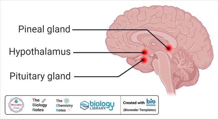 Hypothalamus and Pituitary Gland