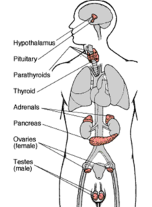 The Endocrine System illustrated in the human body