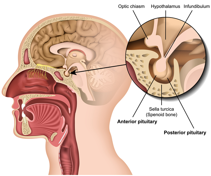 Diagram of the anatomy of the pituitary gland
