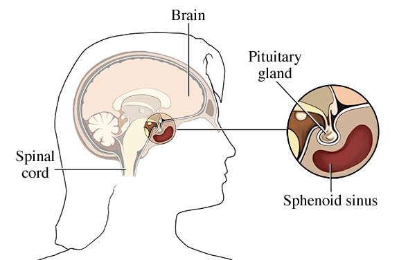 Anatomy of the pituitary gland and its location below the brain