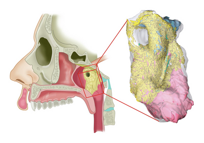 salivary glands tubarial glands human anatomy