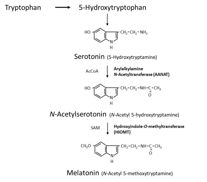 Figure 1. . Melatonin synthesis in the pineal gland.