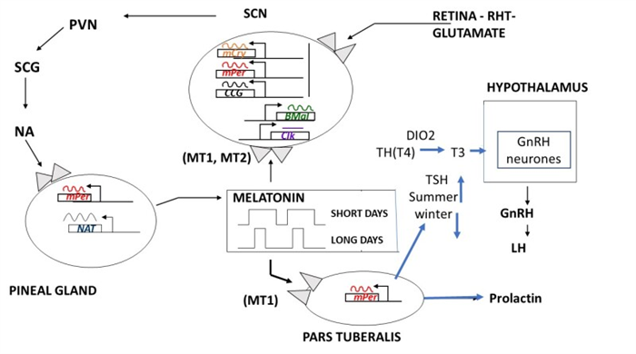Figure 2. . Diagrammatic representation of the control of production and the functions of melatonin, regarding seasonal and circadian timing mechanisms.