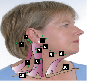 Sideways view showing lymph nodes