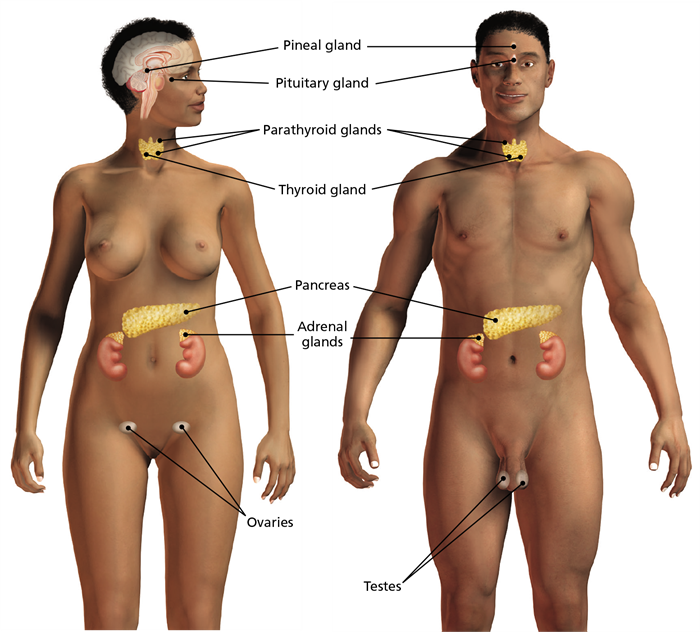 Two drawings show the parts of the endocrine system set against a male and female body, with the general location of each part called out.