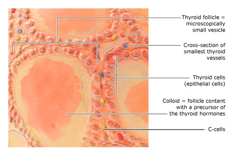 Illustration: Thyroid gland cells