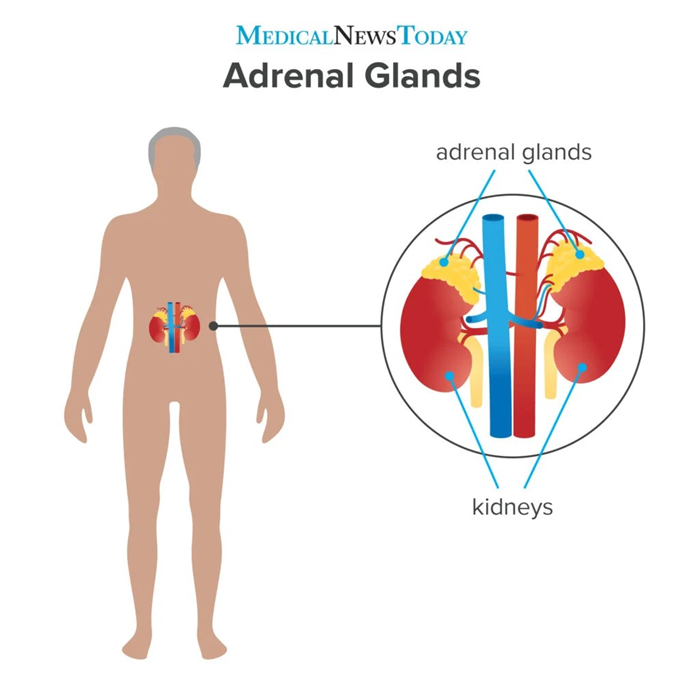 an infographic showing the Adrenal glands