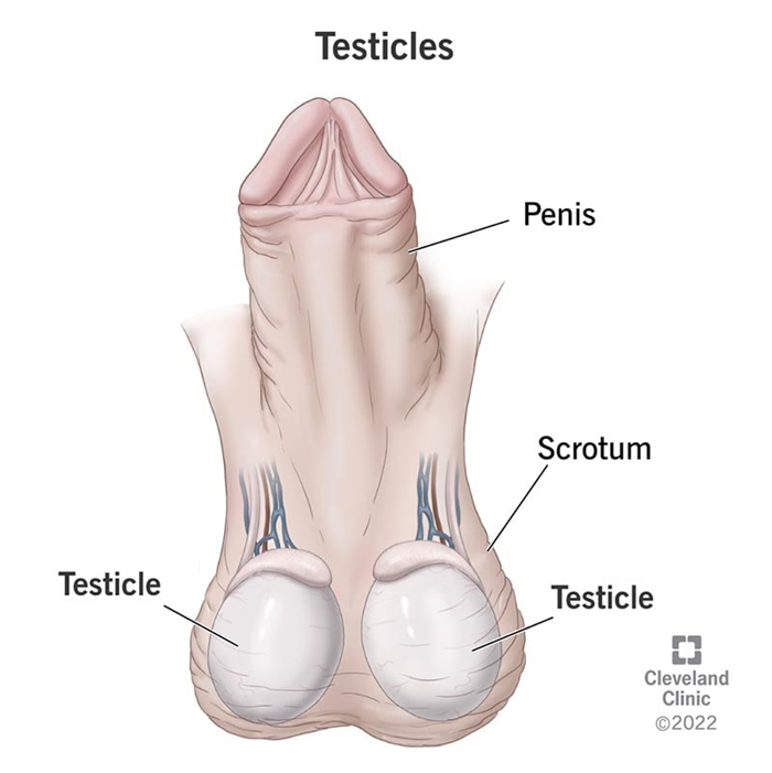 An illustration showing two testicles contained in the scrotum below the penis.