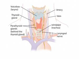 Thyroid gland