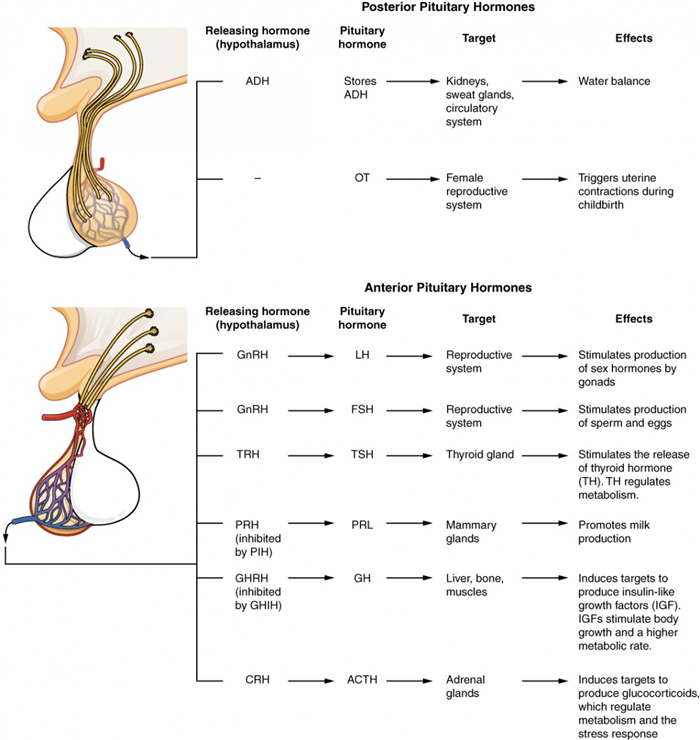 These two diagrammatic tables show the major pituitary hormones, their releasing hormone from the hypothalamus, their target organs, and their effects. The top part of the diagram shows the posterior pituitary hormones. ADH is produced by the hypothalamus and stored in the posterior pituitary. The targets of ADH are the kidneys, sweat glands and circulatory system, as this hormone affects water balance. OT is produced by the posterior pituitary and has no releasing hormone. Its target is the female reproductive system, as this hormone triggers uterine contractions during childbirth. The anterior pituitary hormones are listed in the lower diagram. The release of LH by the anterior pituitary is triggered by the release of GNRH from the hypothalamus. The target of LH is the reproductive system, as this hormone stimulates the production of sex hormones by the gonads. The release of FSH by the anterior pituitary is triggered by the release of GNRH from the hypothalamus. The target of FSH is the reproductive system, as this hormone stimulates the production of sperm and eggs. The release of TSH by the anterior pituitary is triggered by the release of TRH from the hypothalamus. The target of TSH is the thyroid gland, as this hormone stimulates the release of thyroid hormone (TH). TH regulates metabolism. The release of PRL by the anterior pituitary is triggered by the release of PRH and inhibited by the release of PIH from the hypothalamus. The target of PRL is the mammary glands, as this hormone promotes milk production. The release of GH by the anterior pituitary is triggered by the release of GHRH and inhibited by the release of GHIH from the hypothalamus. The targets of GH are the liver, bones and muscles, as it induces its targets to produce insulin-like growth factors (IGH), as this hormone stimulates body growth and a higher metabolic rate. The release of ACTH by the anterior pituitary is triggered by the release of CRH from the hypothalamus. The targets of ACTH are the adrenal glands, as this hormone induces its targets to produce glucocorticoids, which regulate metabolism and the stress response.