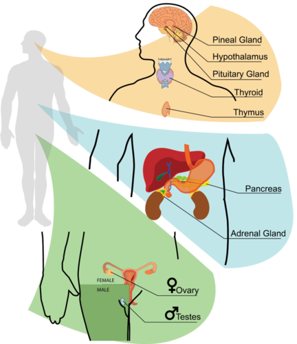 endocrine glands