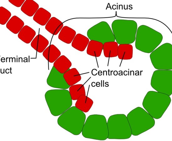 Main Difference - Endocrine vs Exocrine Glands