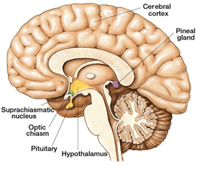 Pituitary gland Image, Pineal gland image, 