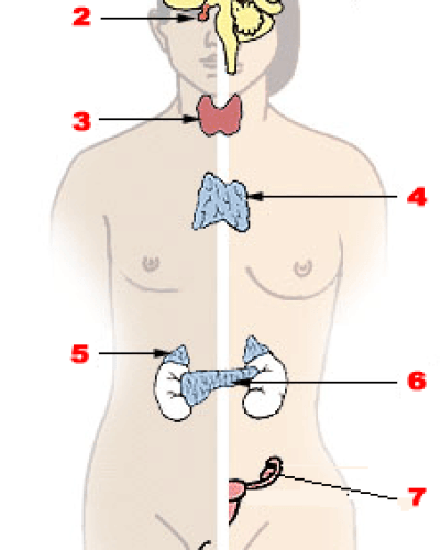 Difference Between Endocrine and Exocrine Glands 