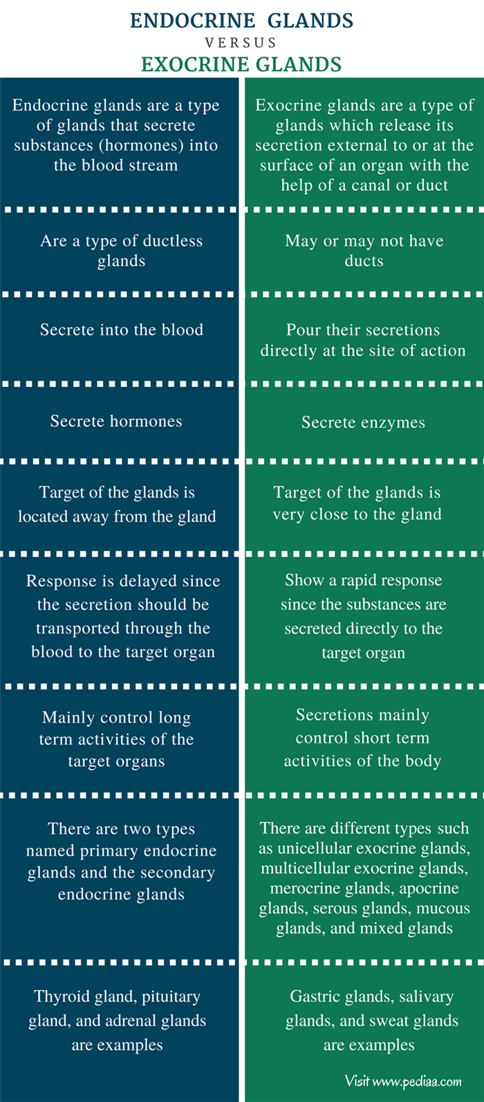 Difference Between Endocrine and Exocrine Glands - Comparison Summary