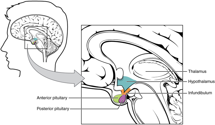  Figure 1. The pituitary gland is made of the anterior and posterior parts and is under the control of hypothalamus. 