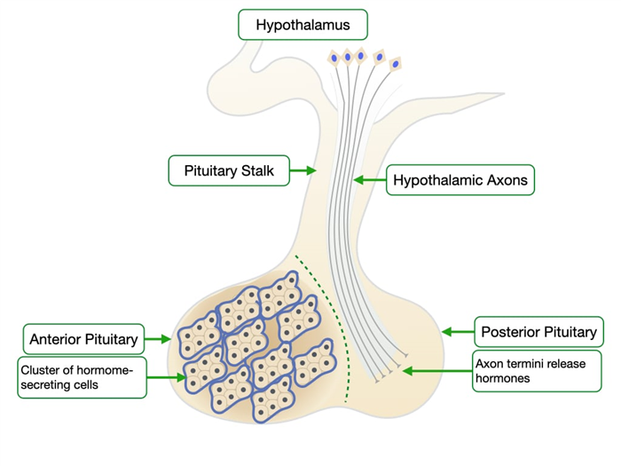 Diagram of anterior and posterio pituitary and their relation to the hypothalamus.
