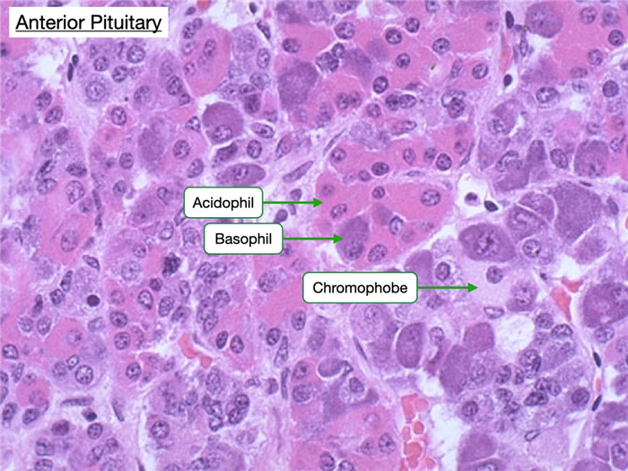 H&E stain reveals a mix of acidophils, basophils, and chromophobes in the anterior pituitary.