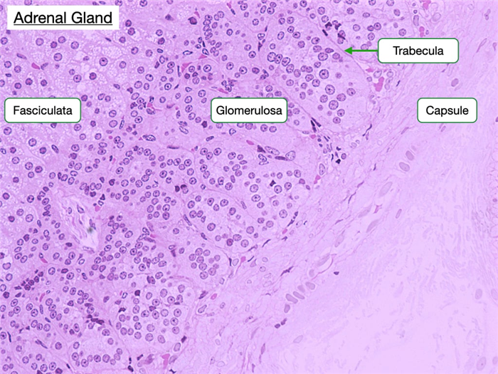 Cells in the glomerulosa make mineralocorticoids and are clustered by trabeculae.