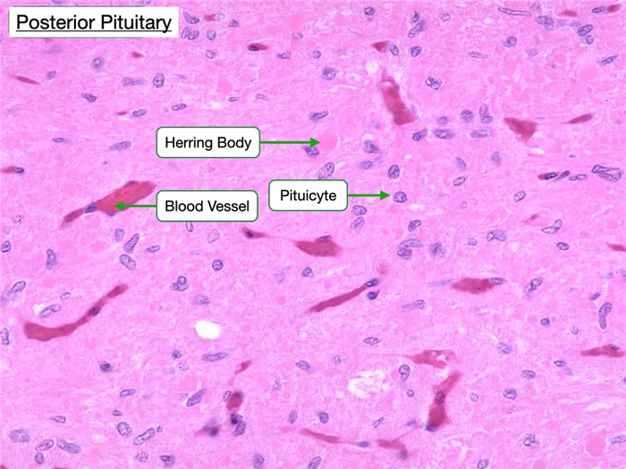 H&E-stained sample of posterior pituitary show support cells, blood vessels and axons.